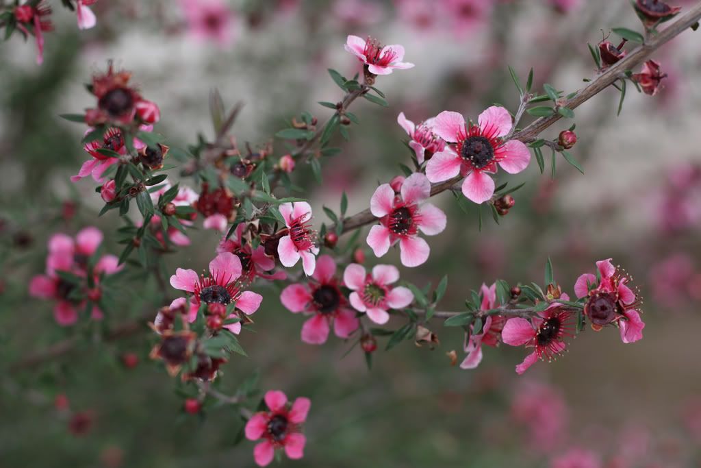 Leptospermum scoparium New Zealand Tea Tree Adventures in Landscape Architecture